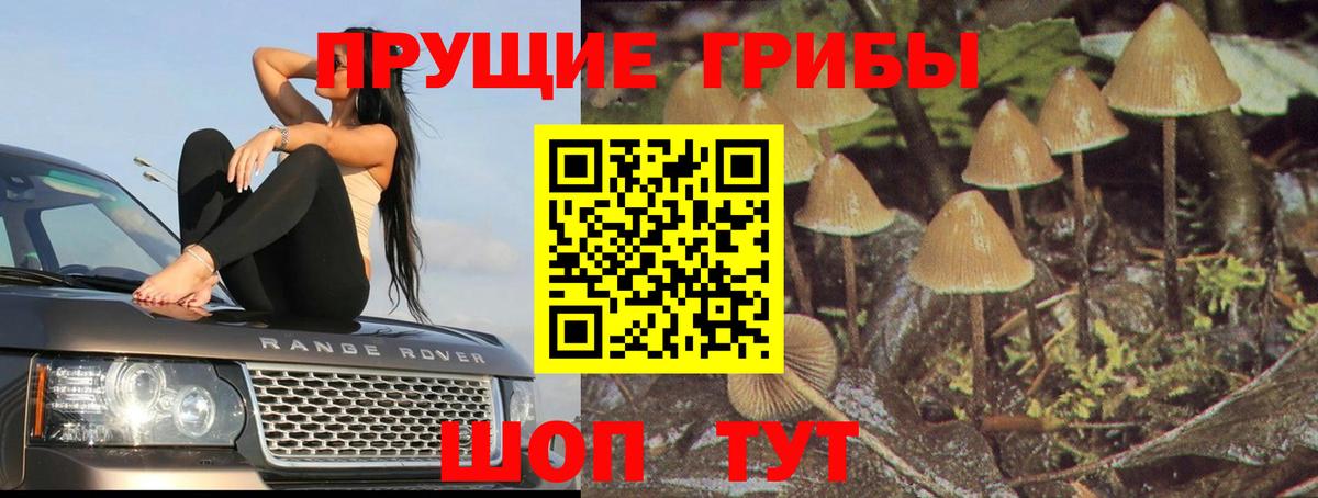 Псилоцибиновые грибы мицелий Белебей
